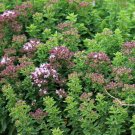 Oregano Seeds Organic Oregano Seeds Herb Seeds Oregano Fresh Seeds Fast Shipping