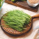 Organic Wheatgrass Seeds Cat Grass Wheatgrass Fresh Seeds Fast Shipping