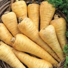 Parsnips Seeds Organic Parsnip Parsnips Fresh Seeds Fast Shipping