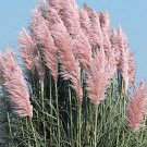 Pink Pampas Grass Seeds Perennial Fresh Seeds Fast Shipping