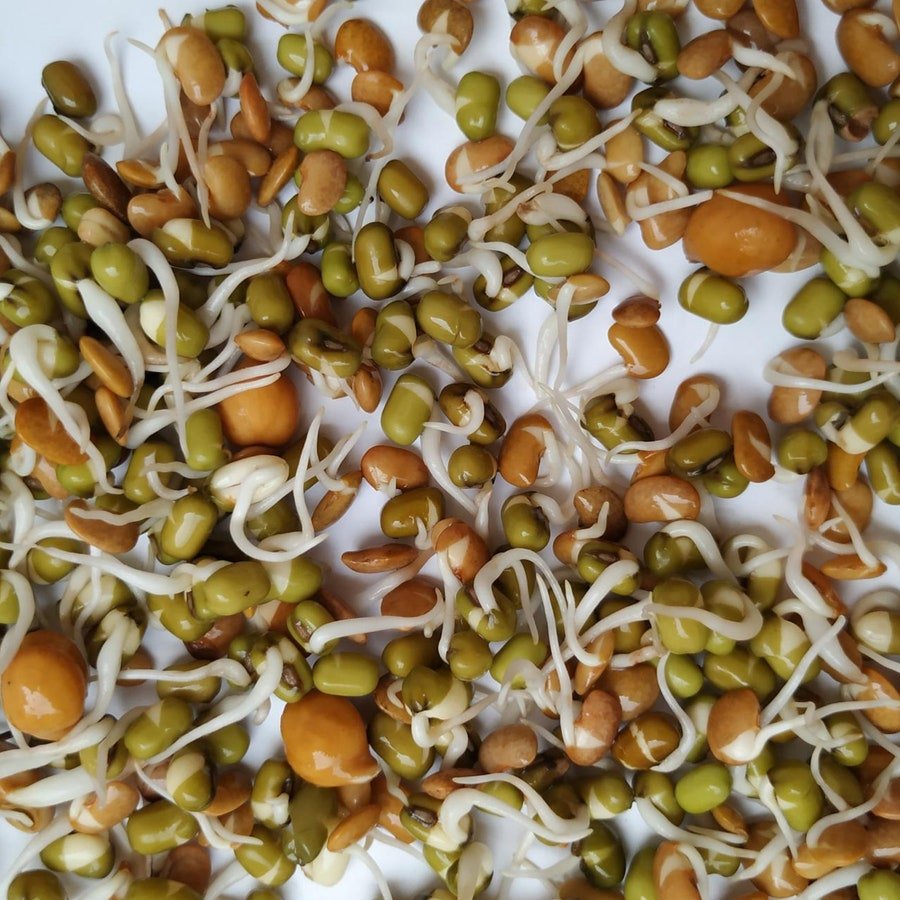 Protein Bean Sprouting Seed Blend Organic Seeds Sprouts Fresh Seeds Fast Shipping