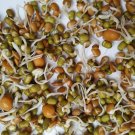 Protein Bean Sprouting Seed Blend Organic Seeds Sprouts Fresh Seeds Fast Shipping