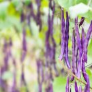 Purple Green Bean Seeds Organic Bean Beans Variety Delicious Fresh Seeds Fast Shipping