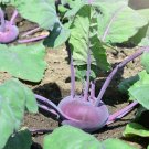 Purple Kohlrabi Seeds Organic Seeds Kohlrabi Right Fresh Seeds Fast Shipping