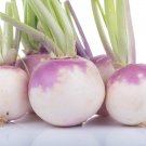 Purple Top Turnip Seeds Organic Seeds Fresh Seeds Fast Shipping