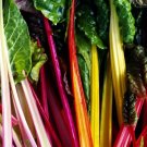 Rainbow Swiss Chard Seeds Organic Swiss Chard Swiss Chard Fresh Seeds Fast Shipping