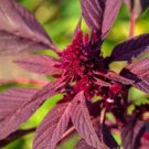 Red Amaranth Seeds Organic Red Amaranth Flower Seeds Herbs Fresh Seeds Fast Shipping