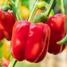 Red Bell Pepper Seeds Organic Pepper Seeds Pepper Seeds Peppers Fresh Seeds Fast Shipping