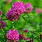 Red Clover Seeds Organic Red Clover Seeds Clover Seeds Red Clover Fresh Seeds Fast Shipping