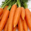 Red Core Carrot Seeds Organic Carrot Carrots Fresh Seeds Fast Shipping