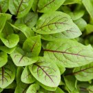 Red Veined Sorrel Seeds Organic Sorrel Seeds Vegetable Seeds Sorrel Fresh Seeds Fast Shipping