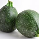 Round Zucchini Seeds Organic Seeds Vegetable Seeds Fresh Seeds Fast Shipping