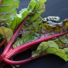 Ruby Red Swiss Chard Seeds Organic Swiss Chard Swiss Chard Fresh Seeds Fast Shipping