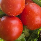 Rutgers Tomato Seeds Organic Tomato Tomatoes Fresh Seeds Fast Shipping