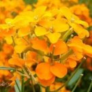 Siberian Wallflower Seeds Organic Seeds Flowers Fresh Seeds Fast Shipping