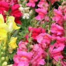 Snapdragon Beautiful Flower Seed Blend Organic Seeds Flowers Fresh Seeds Fast Shipping