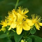 St JohnS Wort Herbs Variety Fresh Seeds Fast Shipping