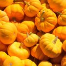Sugar Pie Pumpkin Seeds Organic Pumpkin Pumpkins Variety Fresh Seeds Fast Shipping