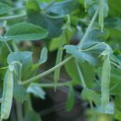 Sugar Snap Pea Seeds Organic Pea Peas Fresh Seeds Fast Shipping