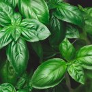 Sweet Basil Seeds Organic Basil Herb Seeds Sweet Basil Fresh Seeds Fast Shipping