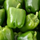 Sweet California Green Bell Pepper Seeds Organic Pepper Seeds Fresh Seeds Fast Shipping
