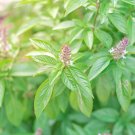 Thai Basil Seeds Organic Basil Thai Basil Fresh Seeds Fast Shipping