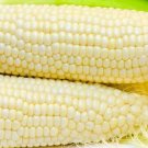 Truckers Favorite White Sweet Corn Seeds Organic Corn Vegetable Seeds Fresh Seeds Fast Shipping