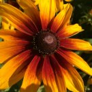 Velvet Queen Sunflower Seeds Organic Flower Seeds Flowers Fresh Seeds Fast Shipping
