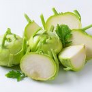 White Kohlrabi Seeds Organic Kohlrabi Kohlrabi Fresh Seeds Fast Shipping