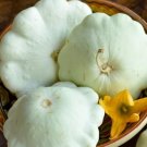 White Scallop Squash Seeds Patty Pan Seeds Organic Seeds Fresh Seeds Fast Shipping