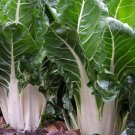 White Swiss Chard Seeds Organic Swiss Chard Swiss Chard Fresh Seeds Fast Shipping