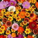 Wildflower Seed Blend Cut Flowers Organic Flower Flowers Fresh Seeds Fast Shipping