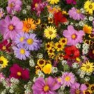 Wildflower Seed Mix All Annual Seeds Organic Flower Seed Blend Seeds Flower Seeds Fresh Seeds Fast S