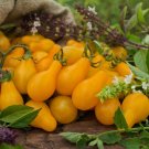 Yellow Pear Tomato Seeds Organic Tomato Tomatoes Fresh Seeds Fast Shipping