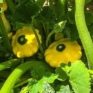 Yellow Scallop Squash Seeds Patty Pan Seeds Organic Vegetable Seeds Food Fresh Seeds Fast Shipping