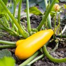Yellow Squash Seeds Organic Squash Squash Right Fresh Seeds Fast Shipping