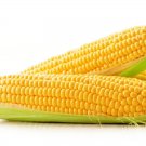 Yellow Sweet Corn Seeds Golden Bantam Variety Seeds Organic Corn Vegetable Seeds Fresh Seeds Fast Sh