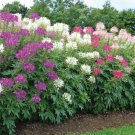 4 Color Custom Mix Spider Flower Blend Cleome Hot Pink Hot Purple Bicolor White Fresh Seeds Fast Shi