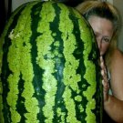75 Pound Carolina Cross Watermelon Seeds Massive Prize Winning Melons Fresh Seeds Fast Shipping