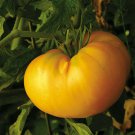 Amana Orange Tomato Seeds Fresh Seeds Fast Shipping