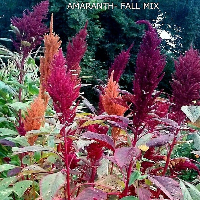 Amaranth Fall Mix Custom Blend Seeds Fresh Seeds Fast Shipping