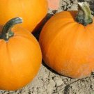 Apprentice Pumpkin Seeds Fresh Seeds Fast Shipping