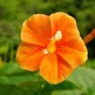 Apricot Candy Noah Vine Seeds Fresh Seeds Fast Shipping