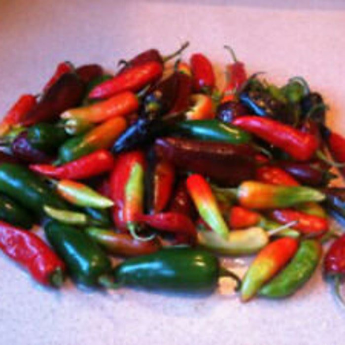 Assorted Hot Pepper Seeds Fresh Seeds Fast Shipping