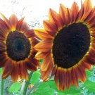 Autumn Beauty Sunflower Seeds Fresh Seeds Fast Shipping