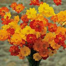 Beautiful 8 Ft Tall Bright Yellow Orange Cosmos Seeds Fresh Seeds Fast Shipping