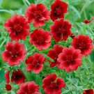 Beautiful Hardy Scarlet Cniqufeoil Seeds Fresh Seeds Fast Shipping