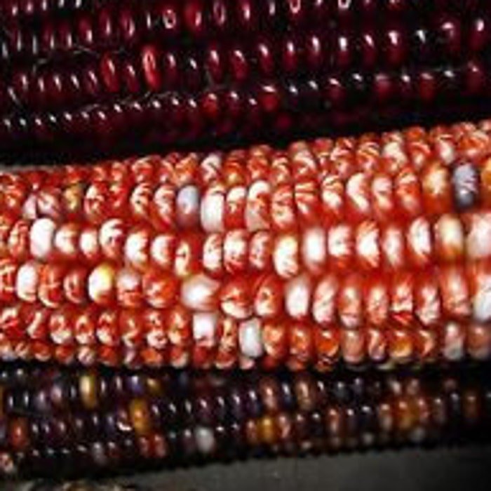 Beautiful Large Rainbow Indian Corn Seeds Fresh Seeds Fast Shipping