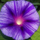 Beautiful Purple Stripe Morning Glory Vine Seeds Fresh Seeds Fast Shipping