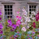 Beautiful Seed Mix From My Best Hollyhocks Fresh Seeds Fast Shipping